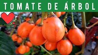 ⚪BENEFICIOS del TOMATE DE ÁRBOL🍅❤️ (2021)