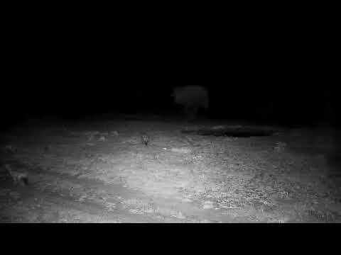 Djuma: Two Hyenas walk by heading towards the lodge - 23:34 - 06/27/2022