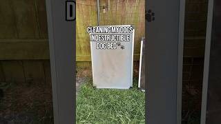 Wash OR replace? 👀🐾 #cleaningshorts #dogmom #dogshortscleantok #satisfyingcleaning #cleaning