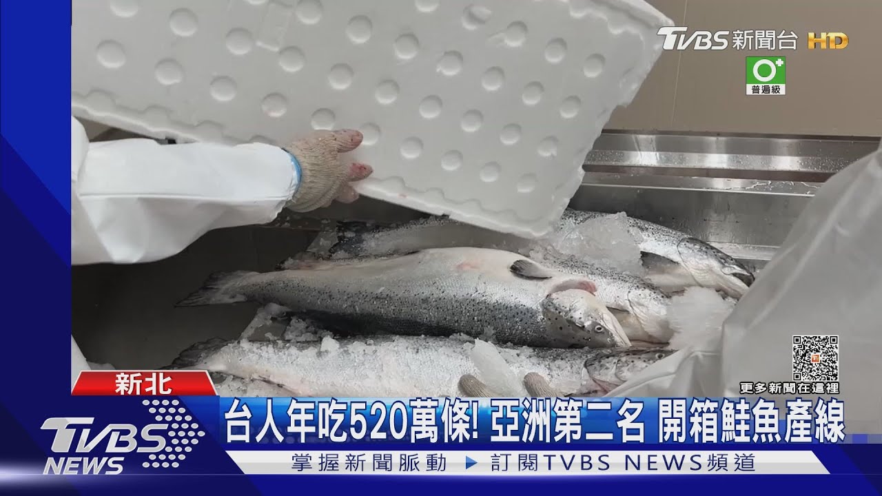 台人年吃520萬條！亞洲第二名　開箱鮭魚產線
