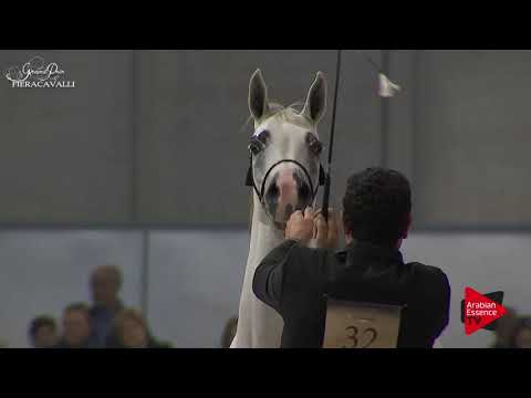 N.32 BLANCHE ROSE CHANDRA - Gran Prix Fieracavalli 2017 - 4 Years Old and Older Mares (Class G)