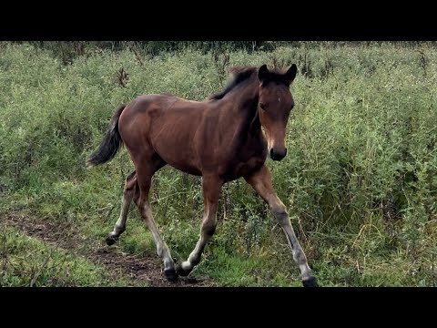 Foal by Gwennic de Goariva - Image 2