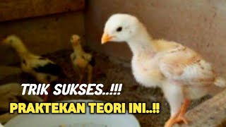 Download lagu 🔴 PRAKTEKAN AJA TEORI INI..TERBUKTI BANYAK YANG SUKSES‼️Ilmu Sukses Ternak Ayam Sekala Rumahan mp3 Download lagu 🔴 PRAKTEKAN AJA TEORI INI..TERBUKTI BANYAK YANG SUKSES‼️Ilmu Sukses Ternak Ayam Sekala Rumahan mp3