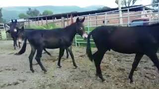 Download lagu Mula 1 mp3