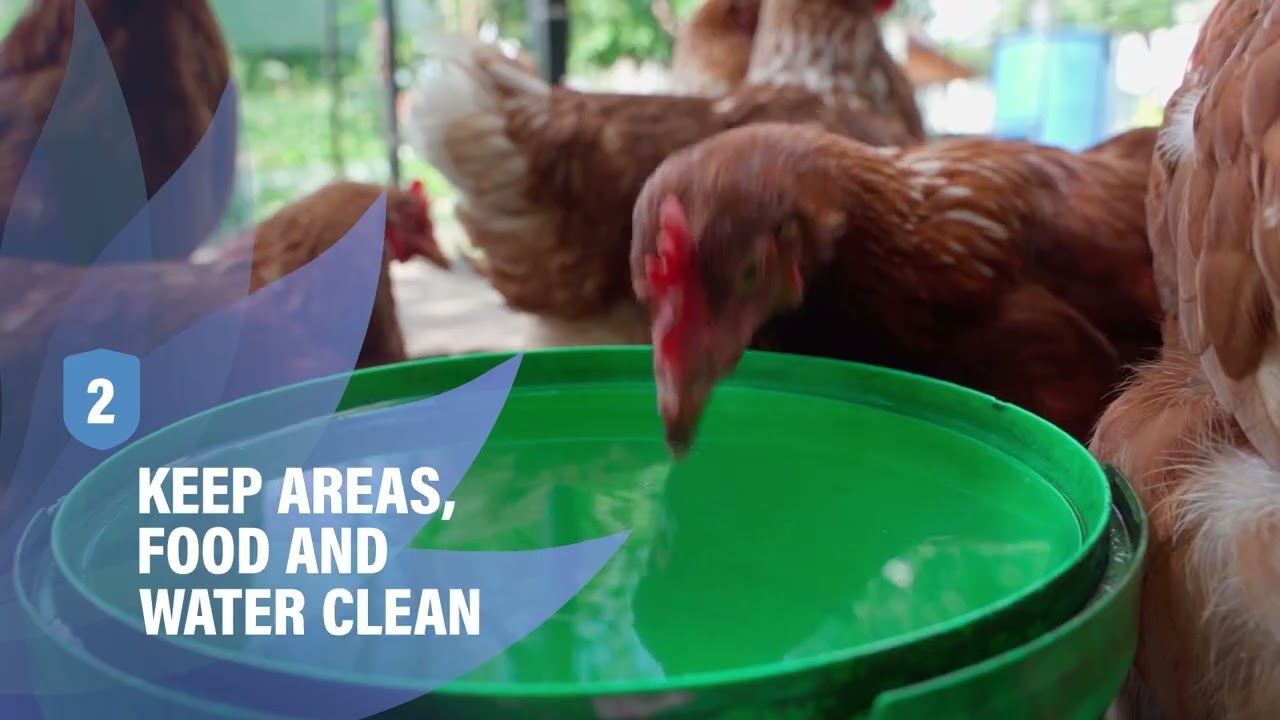 Defend the Flock - How to Keep Your Poultry Protected