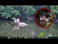 60 Extinct Animals Caught ALIVE On Camera
