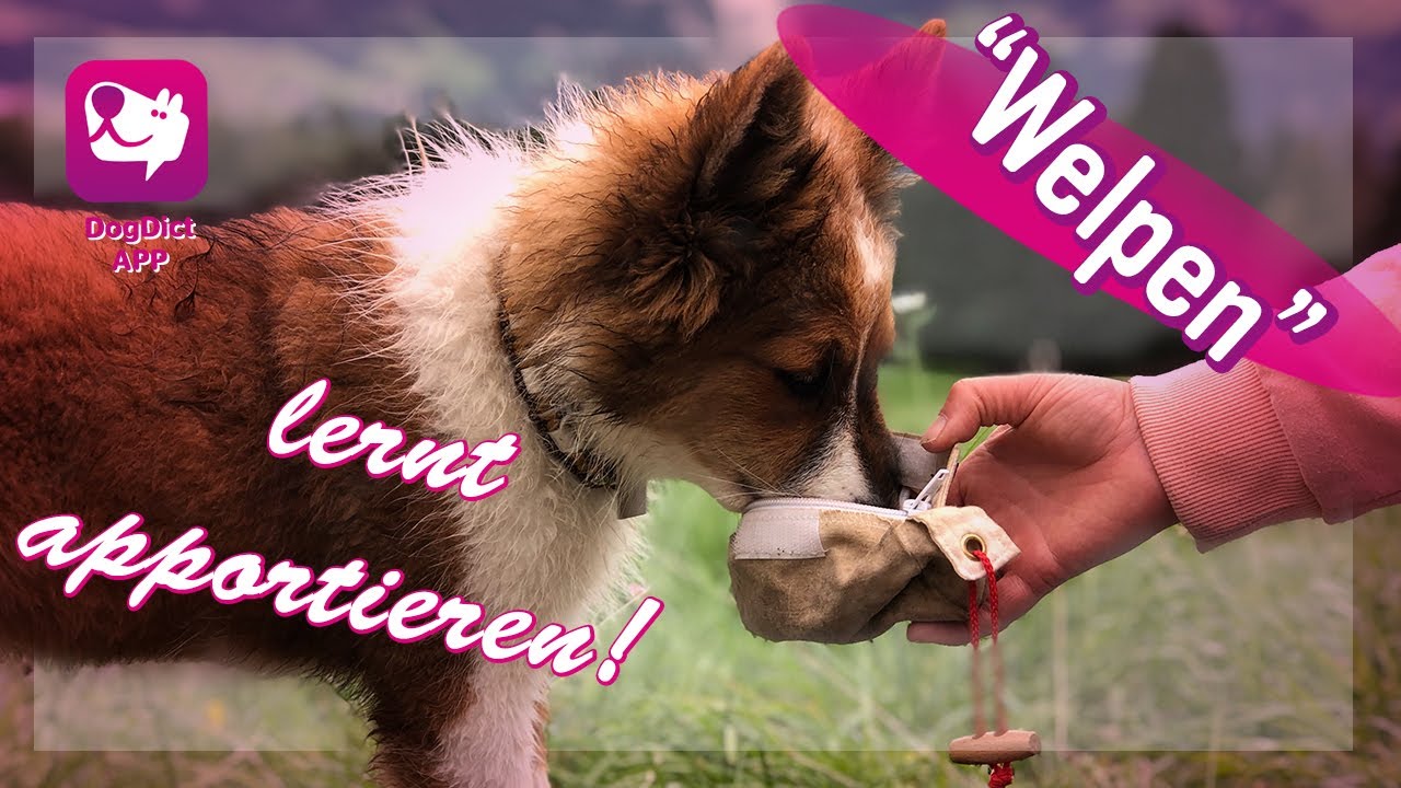Folge 11: Welpe lernt apportieren