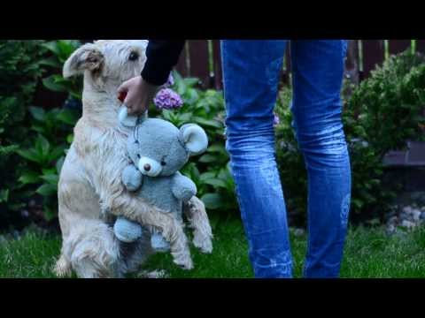 Nauka przytulania misia- 2 sesja.