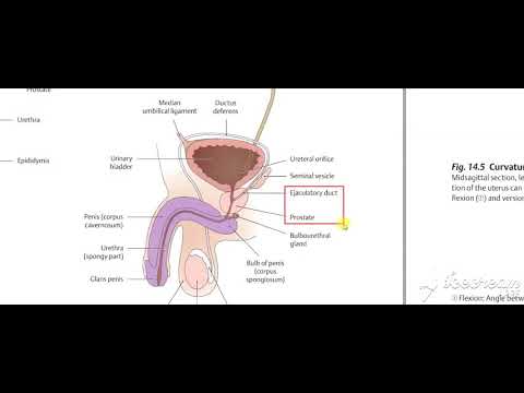 Urinary System