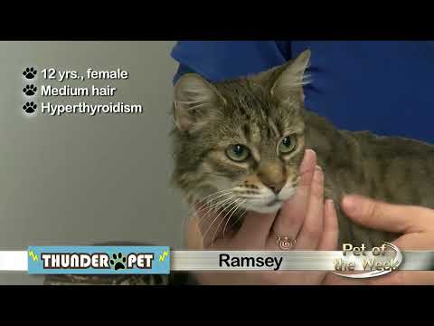 Pet of the Week: Mature Ramsey