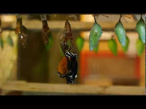 UItvouwen van Heliconius Hecale in Blijdorp Amazonica 10-01-2014