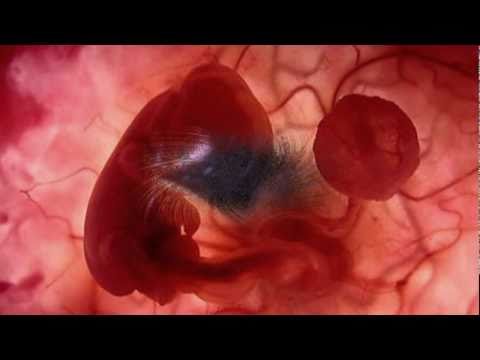 Mitchell del Perú -- QUIERO NACER (1,976)