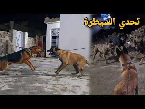 زورو وصديقه الجديد ضد جيش من الكلاب السائبة.. سيطرنا على الشارع بالكامل !! 😧🔥