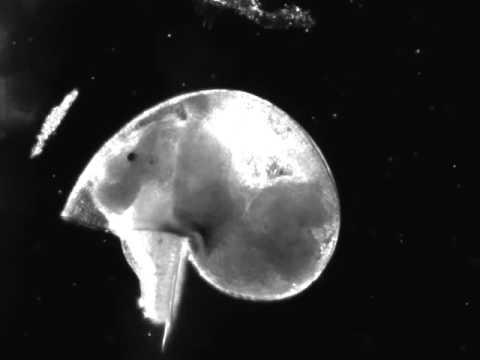 Littorina obtusata - Alchetron, The Free Social Encyclopedia