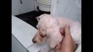 Mestiço de poodle com maltês em péssimo estado.