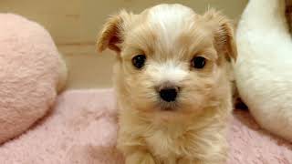 ハーフ犬の動画01