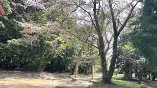 【下関市】垢田八幡宮の桜