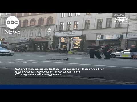 Unflappable duck family take over road in Copenhagen