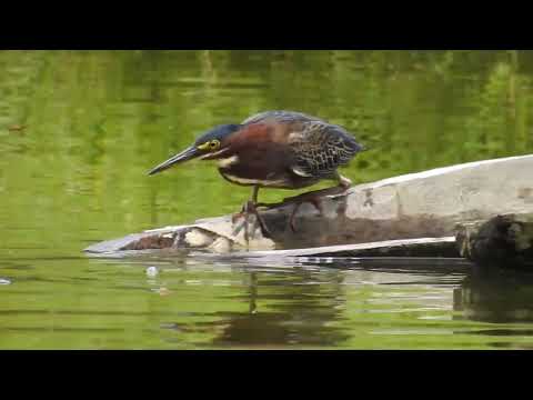 Green Heron, LaVerde Habitat, El Chaco, Ecuador.