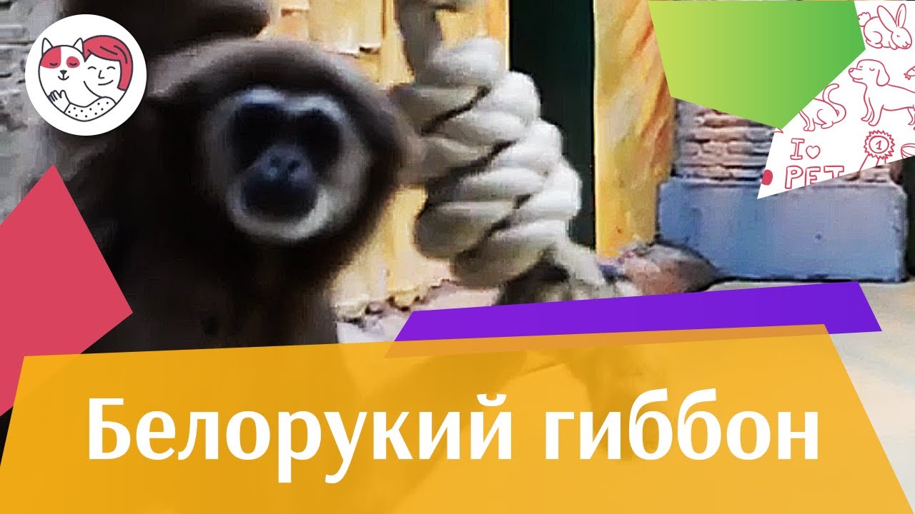 Белорукий гиббон Поведение на ilikepet