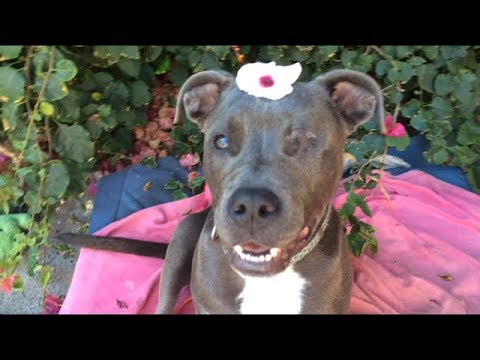 Lily, an adopted American Staffordshire Terrier & Pit Bull Terrier Mix in Pasadena, CA_image-1