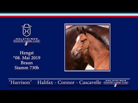 Holsteiner Elite-Fohlenauktion 2019 - Nr. 24 Harrison v. Halifax-Connor