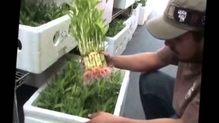 Wholesale Lucky Bamboo in Garden Grove