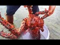 Catch seafood in the South Pacific. Harvest giant devil crabs