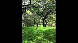 Bài hát 別れの予感/ Wakare No Yokan - Nghệ sĩ trình bày Teresa Teng