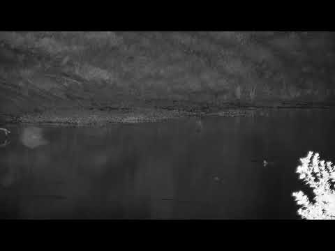 Djuma: Lone Hippo arrives - 21:45 - 04/11/21