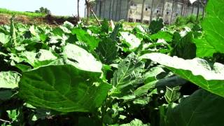 DOCUMENTARY: Urban Agriculture In Ghana