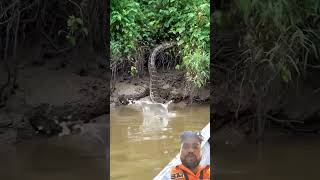 bada bhayanak ajgar 😱 #snake #animals #reptiles #wilderness #python #scary #footage #explorer