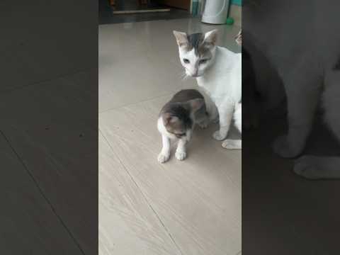 Himesh Reshammiya song😂#viral #video #trending