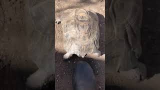 Download lagu ternyata suara kura-kura lucu juga mp3 Download lagu ternyata suara kura-kura lucu juga mp3