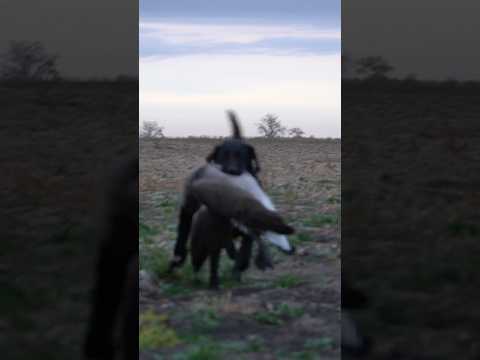 That’s a big goose #hunting #birdhunting #goosehunting #outdoors
