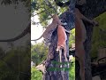 Animals Chita Forest Jungle Shikari