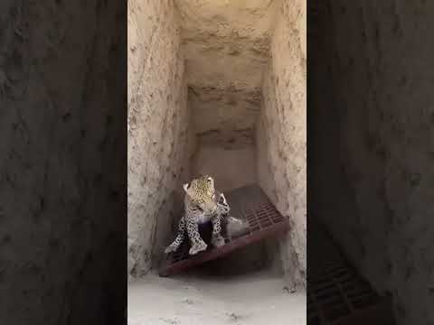 Leopard Tries to Attack Man… Falls Into Hidden Trap | Shocking Forest Footage