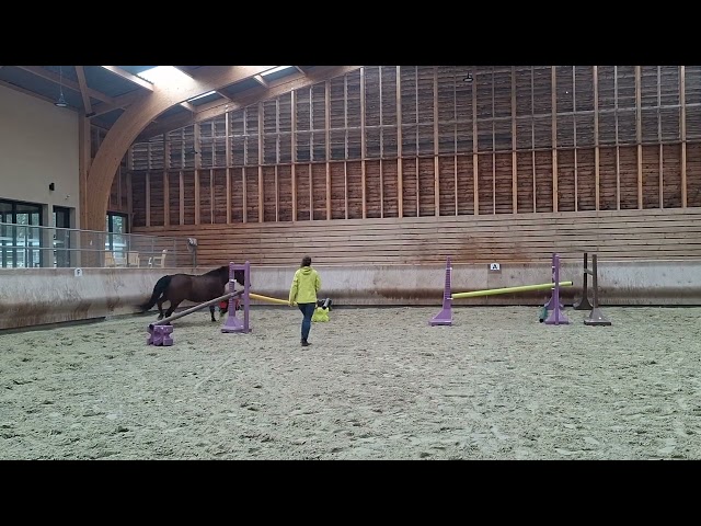 Jewel de Vikland – Poulinière SF