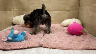 ミニチュアシュナウザーの動画01