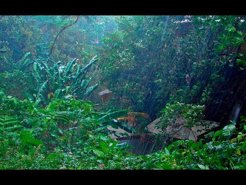 RAIN IN THE WOODS & BIRDS | White Noise For Relaxation, Tinnitus or Sleep | 10 HOURS