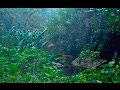 RAIN IN THE WOODS & BIRDS | White Noise For Relaxation, Tinnitus or Sleep | 10 HOURS