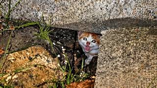 A starving kitten cried from a crack in the rain...but it wasn’t just one. MQDEFAULT Thumbnail
