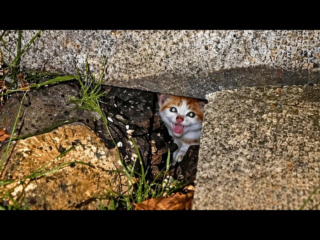 A starving kitten cried from a crack in the rain...but it wasn’t just one. SDDEFAULT Thumbnail