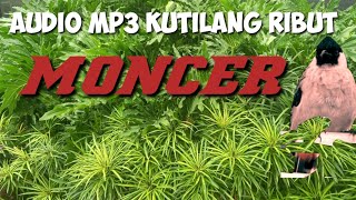 Download lagu audio mp3 PIKAT KUTILANG RIBUT yang jauh BURUNG RIBUT AMPUH-vol 5 mp3