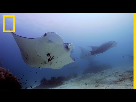 Plongée au cœur de l'étonnante vie sociale des raies manta