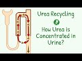 Urea Recycling Role Of Urea In Kidney Urea Excretion Urea Handling By Nephrons Renal System