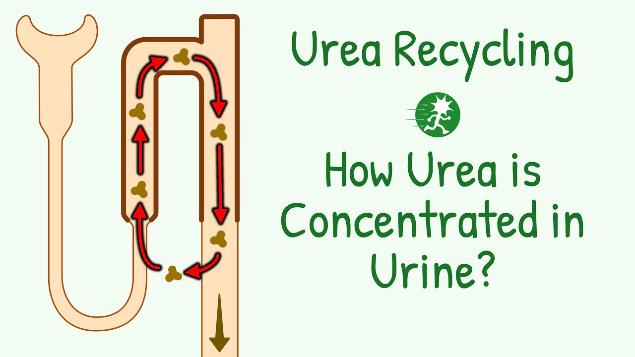 Urea Recycling | Role of Urea in Kidney | Urea Excretion | Urea Handling by Nephrons | Renal System