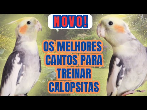 3 horas de Canto de Calopsita. Cantos de calopsitas para ensinar sua Calopsita filhote a cantar