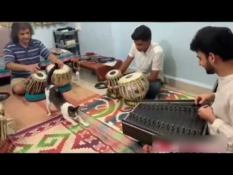The Cat is Enjoying | Beauty of Indian Classical Music | Pt. Ramdas Pasule