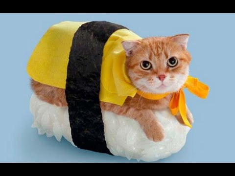 Rip On: $3 Sushi vs. $250 Sushi | Store Cat Food vs Homemade